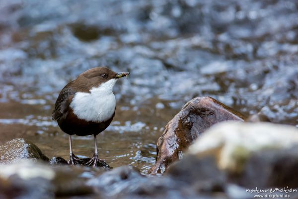 Wasseramsel, Cinclus cinclus, 	Wasseramseln (Cinclidae), sitzend auf Stein im Bachlauf, im Schnabel Insektenlarven, Niemetal, A nature document - not arranged nor manipulated, Löwenhagen, Deutschland