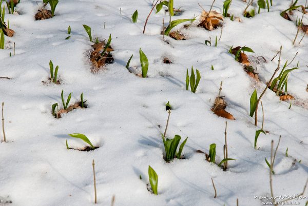 Bärlauch, Allium ursinum, Liliaceae, erste Blatttriebe durchbrechen die Schneedecke, Westerberg, Göttingen, Deutschland