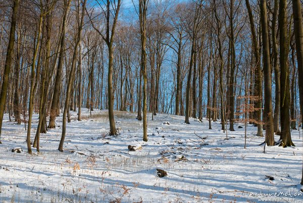 Winterwald im Vorfrühling, geschlossene Schnedecke am Boden des Buchenwalds, Bäume werfen lange Schatten, Westerberg, Göttingen, Deutschland