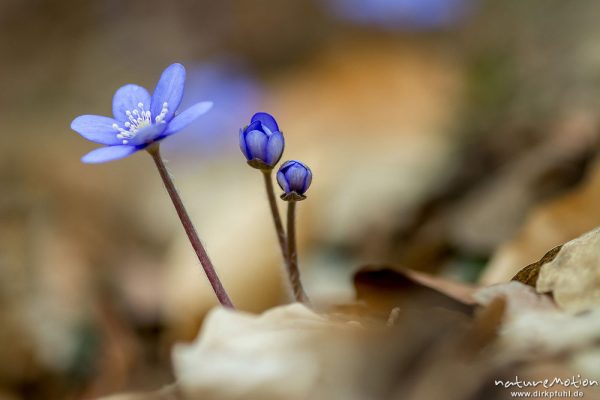 Leberblümchen, Hepatica nobilis, Ranunculaceae, Blüten sprießen aus der Laubstreu des letzten Herbstes, Westerberg, Göttingen, Deutschland