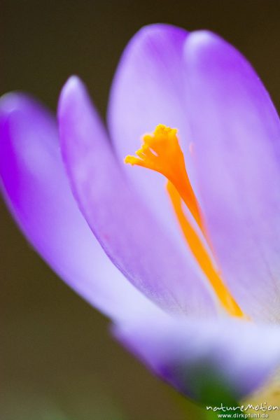 Krokus, Frühlings-Krokus, Crocus vernus, Schwertliliengewächse (Iridaceae), Blüte mit orangenen Staubfäden, Westerberg, Göttingen, Deutschland