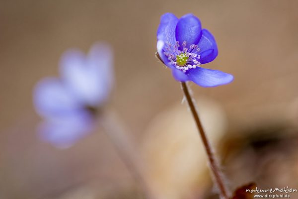 Leberblümchen, Hepatica nobilis, Ranunculaceae, Blüten sprießen aus der Laubstreu des letzten Herbstes, Westerberg, Göttingen, Deutschland