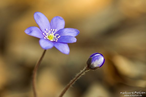 Leberblümchen, Hepatica nobilis, Ranunculaceae, Blüten sprießen aus der Laubstreu des letzten Herbstes, Göttinger Wald, Göttingen, Deutschland