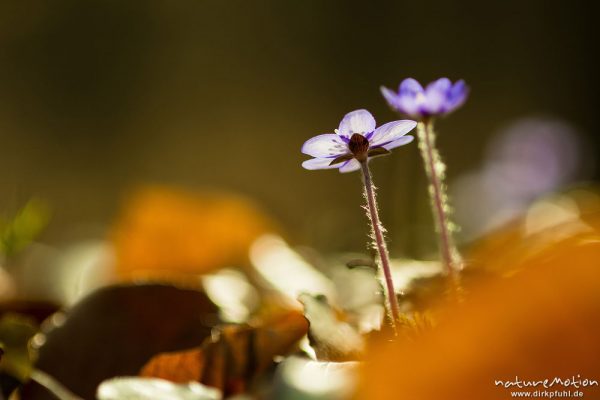 Leberblümchen, Hepatica nobilis, Ranunculaceae, Blüten sprießen aus der Laubstreu des letzten Herbstes, Göttinger Wald, Göttingen, Deutschland