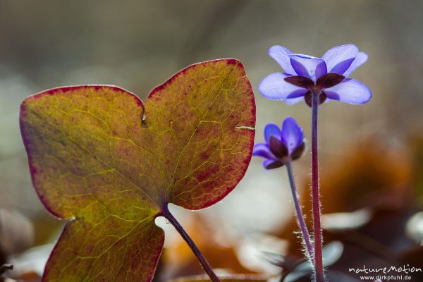 Leberblümchen, Hepatica nobilis, Ranunculaceae, Blüten sprießen aus der Laubstreu des letzten Herbstes, Göttinger Wald, Göttingen, Deutschland