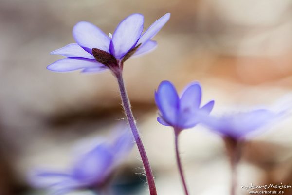 Leberblümchen, Hepatica nobilis, Ranunculaceae, Blüten sprießen aus der Laubstreu des letzten Herbstes, Göttinger Wald, Göttingen, Deutschland