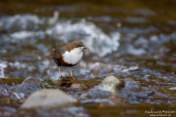 Wasseramsel, Cinclus cinclus, 	Wasseramseln (Cinclidae), auf Steinen am Bach, mit erbeuteten Insektenlarven im Schnabel, Niemetal, A nature document - not arranged nor manipulated, Löwenhagen, Deutschland