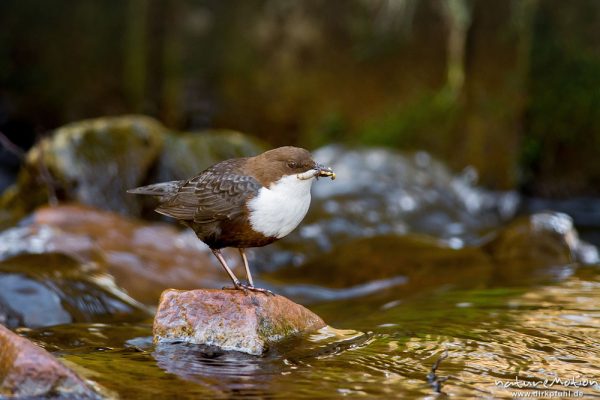 Wasseramsel, Cinclus cinclus, 	Wasseramseln (Cinclidae), auf Steinen am Bach, mit erbeuteten Insektenlarven im Schnabel, Niemetal, A nature document - not arranged nor manipulated, Löwenhagen, Deutschland