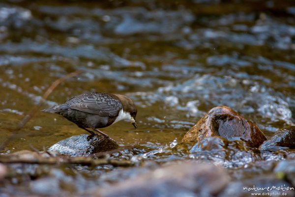 Wasseramsel, Cinclus cinclus, 	Wasseramseln (Cinclidae), auf Steinen am Bach, mit erbeuteten Insektenlarven im Schnabel, Niemetal, A nature document - not arranged nor manipulated, Löwenhagen, Deutschland