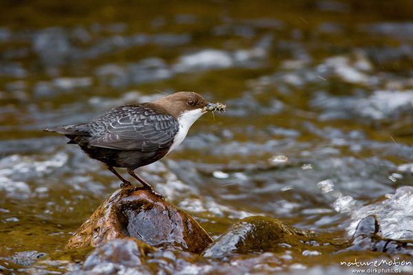 Wasseramsel, Cinclus cinclus, 	Wasseramseln (Cinclidae), auf Steinen am Bach, mit erbeuteten Insektenlarven im Schnabel, Niemetal, A nature document - not arranged nor manipulated, Löwenhagen, Deutschland