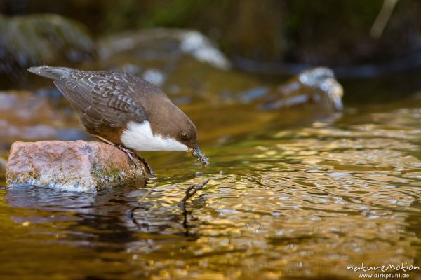 Wasseramsel, Cinclus cinclus, 	Wasseramseln (Cinclidae), auf Steinen am Bach, mit erbeuteten Insektenlarven im Schnabel, Niemetal, A nature document - not arranged nor manipulated, Löwenhagen, Deutschland