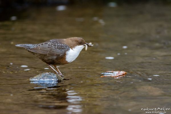 Wasseramsel, Cinclus cinclus, 	Wasseramseln (Cinclidae), auf Steinen am Bach, mit erbeuteten Insektenlarven im Schnabel, Niemetal, A nature document - not arranged nor manipulated, Löwenhagen, Deutschland