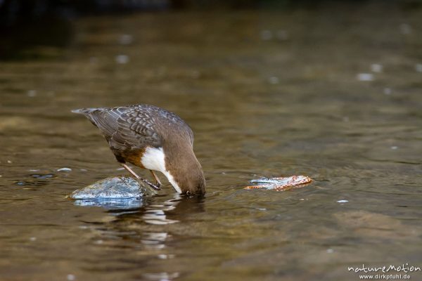 Wasseramsel, Cinclus cinclus, 	Wasseramseln (Cinclidae), auf Steinen am Bach, mit erbeuteten Insektenlarven im Schnabel, taucht Kopf ins Wasser, Niemetal, A nature document - not arranged nor manipulated, Löwenhagen, Deutschland