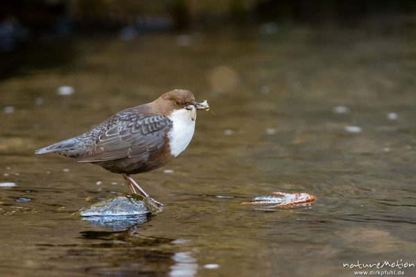 Wasseramsel, Cinclus cinclus, 	Wasseramseln (Cinclidae), auf Steinen am Bach, mit erbeuteten Insektenlarven im Schnabel, Niemetal, A nature document - not arranged nor manipulated, Löwenhagen, Deutschland