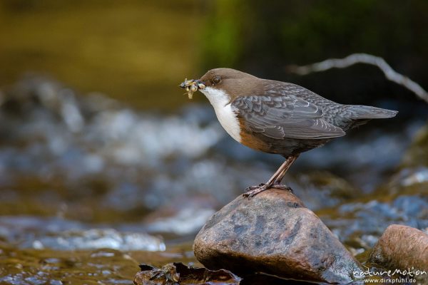 Wasseramsel, Cinclus cinclus, 	Wasseramseln (Cinclidae), auf Steinen am Bach, mit erbeuteten Insektenlarven im Schnabel, Niemetal, A nature document - not arranged nor manipulated, Löwenhagen, Deutschland