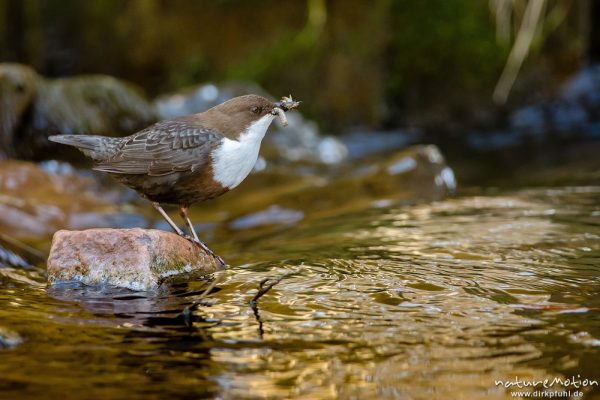 Wasseramsel, Cinclus cinclus, 	Wasseramseln (Cinclidae), auf Steinen am Bach, mit erbeuteten Insektenlarven im Schnabel, Niemetal, A nature document - not arranged nor manipulated, Löwenhagen, Deutschland