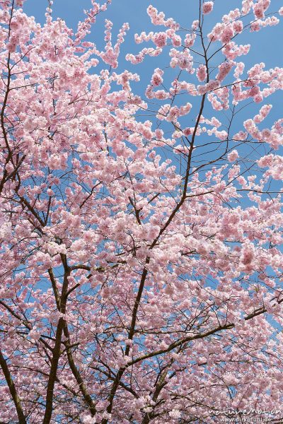 Japanische Blütenkirsche, Prunus serrulata, Rosaceae, Baum in voller Blüte, Göttingen, Deutschland