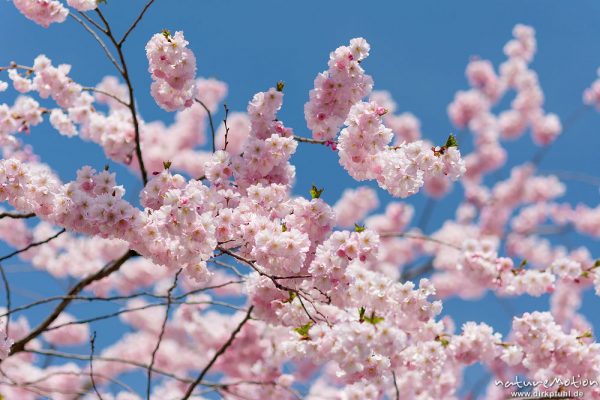 Japanische Blütenkirsche, Prunus serrulata, Rosaceae, Baum in voller Blüte, Göttingen, Deutschland