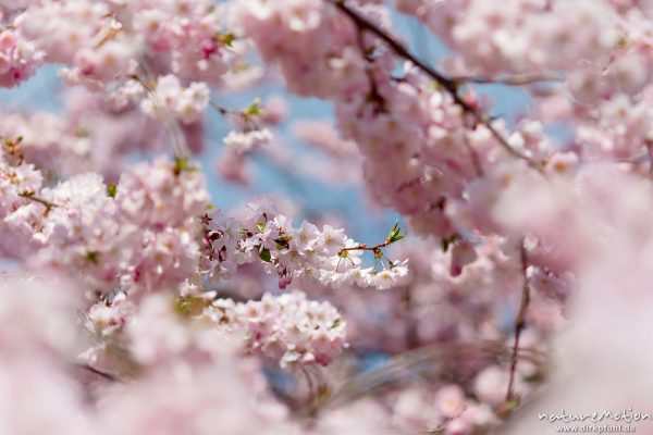 Japanische Blütenkirsche, Prunus serrulata, Rosaceae, Baum in voller Blüte, Göttingen, Deutschland