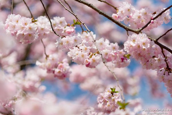 Japanische Blütenkirsche, Prunus serrulata, Rosaceae, Baum in voller Blüte, Göttingen, Deutschland