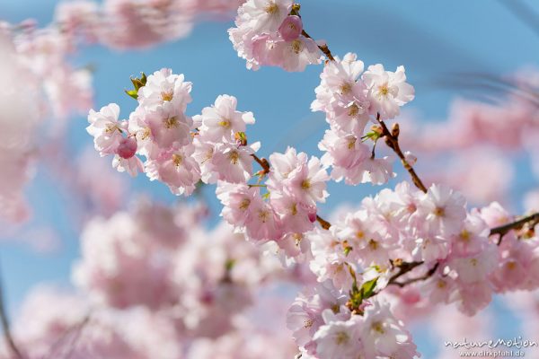 Japanische Blütenkirsche, Prunus serrulata, Rosaceae, Baum in voller Blüte, Göttingen, Deutschland