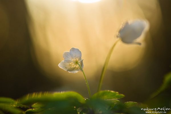 Buschwindröschen, Anemone nemorosa, Ranunculaceae, Blüten im Gegenlicht, Göttingen, Deutschland