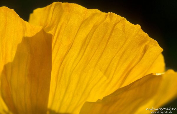 Rhätischer Alpenmohn, Papaver alpinum subsp. Rhaeticum, Papaveraceae, Blüte von Seite, Durchlicht, "Vom Licht der Sonne trinken", Göttingen, Deutschland