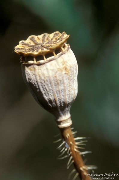 Rhätischer Alpenmohn, Papaver alpinum subsp. Rhaeticum, Papaveraceae, Mohnkapsel, trocken, von Seite, Göttingen, Deutschland