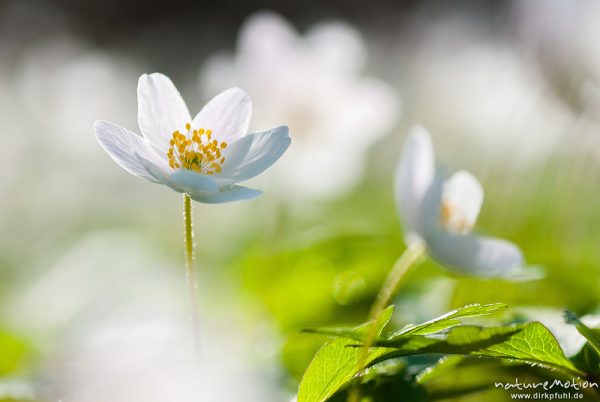 Buschwindröschen, Anemone nemorosa, Ranunculaceae, Blüten in dichtem Bestand auf dem Waldboden, Göttingen, Deutschland