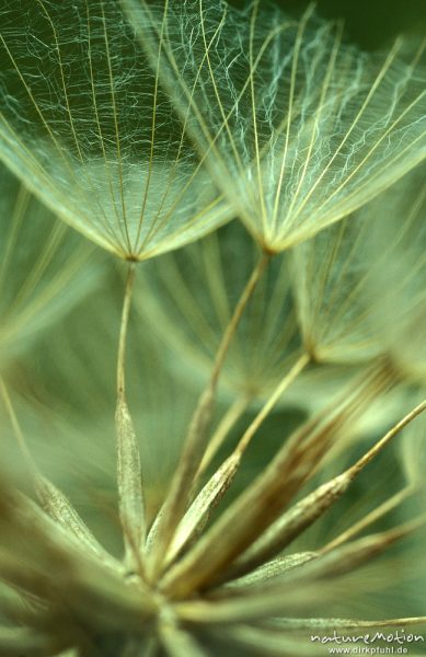 Wiesen-Bocksbart, Tragopogon pratensis, Asteraceae, (?), Früchte mit Schirm, Nahaufnahme, Rhön, Deutschland