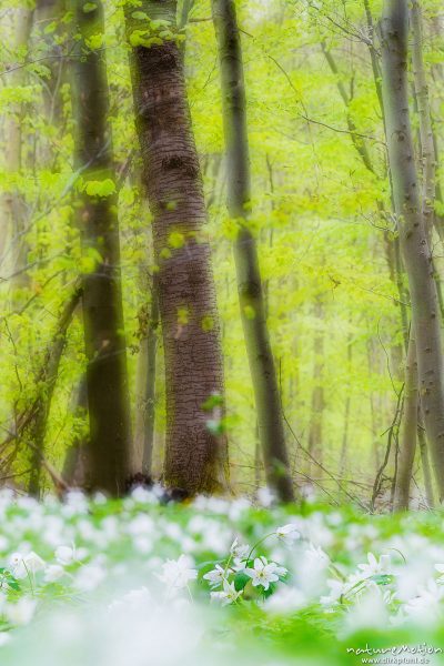 Frühlingswald mit frischem Laubaustrieb, Waldboden bedeckt mit Buschwindröschen (Anemone nemorosa), montage - Mehrfachbelichtung, Göttingen, Deutschland