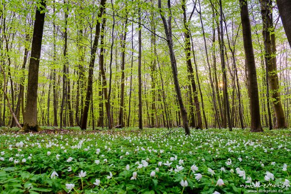 Frühlingswald mit frischem Laubaustrieb, Waldboden bedeckt mit Buschwindröschen (Anemone nemorosa), Göttingen, Deutschland