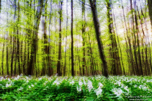 Frühlingswald mit frischem Laubaustrieb, Waldboden bedeckt mit Buschwindröschen (Anemone nemorosa), montage - Mehrfachbelichtung, Göttingen, Deutschland