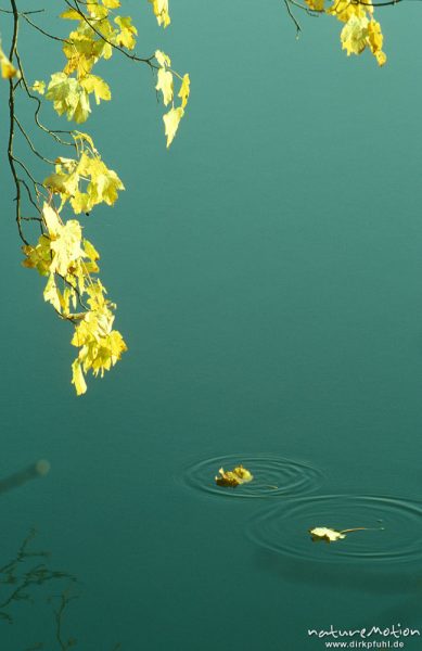 Berg-Ahorn, Acer pseudoplatanus, Aceraceae, gelbes Herbstlauf , über Wasserspiegel hängender Zweig, fallende Blätter, Kreise im Wasser, Göttingen, Deutschland