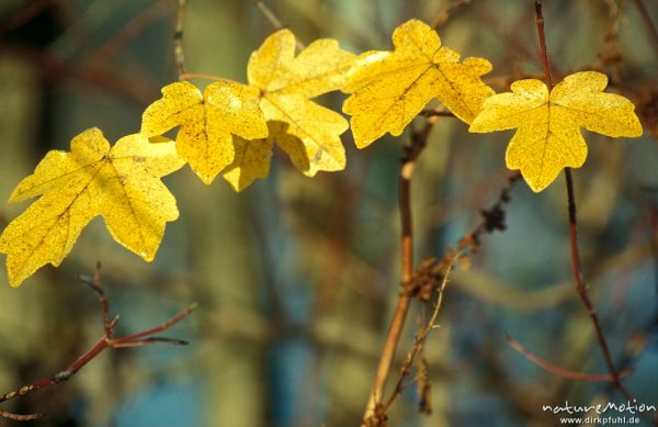 Feld-Ahorn, Acer campestre, Aceraceae, gelbe Blätter, Göttingen, Deutschland