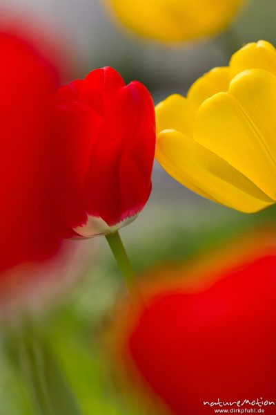 Tolpenblüten, rot und gelb, Göttingen, Deutschland