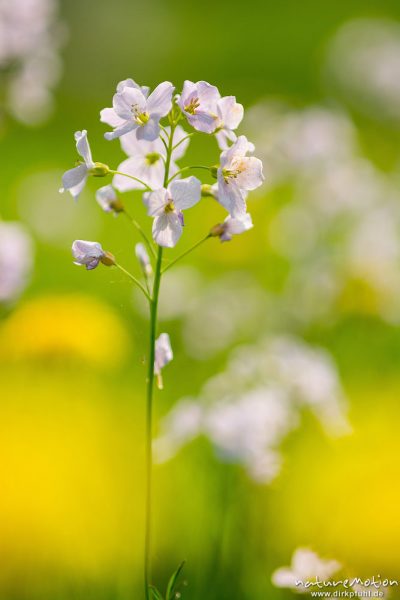 Wiesen-Schaumkraut, Cardamine pratensis, Brassicaceae, blühende Pflanze inmitten von Löwnezahn, Wendershausen bei Witzenhausen, Deutschland