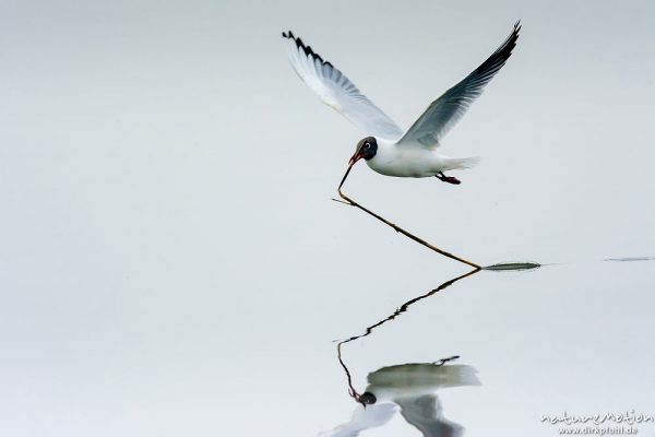 Lachmöwe, Larus ridibundus, Laridae, Tier fliegt mit Nistmaterial zum Nest, A nature document - not arranged nor manipulated, Seeburger See, Deutschland