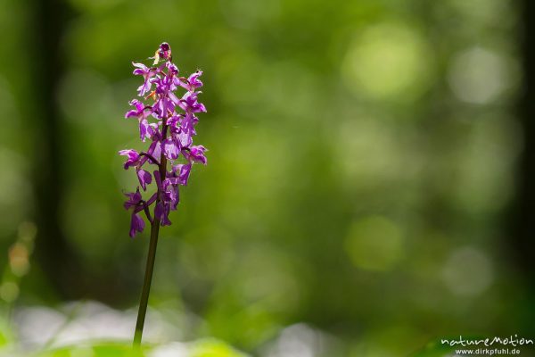Stattliches Knabenkraut, Orchis mascula, Orchidaceae, blühende Pflanzen im Frühlingswald, Westerberg, Göttingen, Deutschland