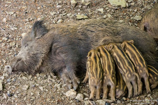 Wildschwein, Sus scrofa, Echte Schweine (Suidae), Frischlinge säugen an der Bache, Tiergehege, captive, Göttingen, Deutschland