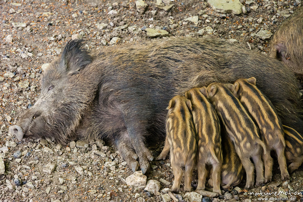 Wildschwein, Sus scrofa, Echte Schweine (Suidae), Frischlinge säugen an ...