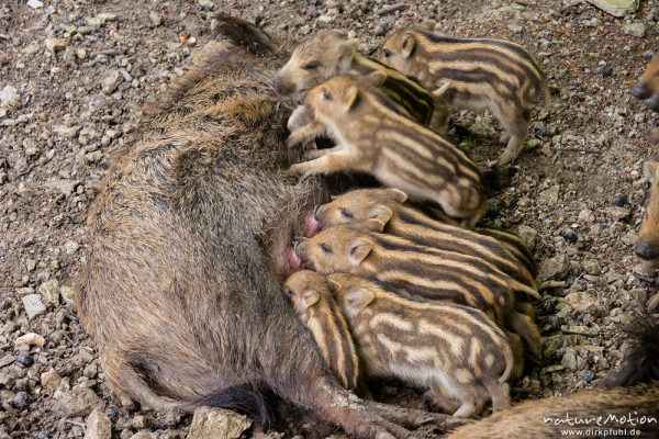 Wildschwein, Sus scrofa, Echte Schweine (Suidae), Frischlinge säugen an der Bache, Tiergehege, captive, Göttingen, Deutschland