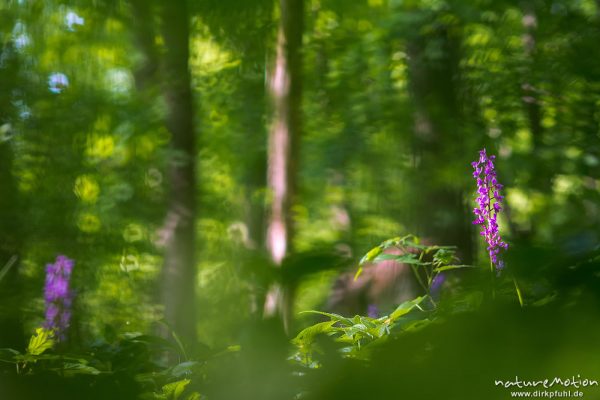 Stattliches Knabenkraut, Orchis mascula, Orchidaceae, Blütenstände im Frühlingswald, Lichtreflexe, W, Göttingen, Deutschland