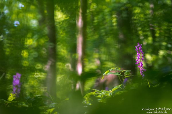 Stattliches Knabenkraut, Orchis mascula, Orchidaceae, Blütenstände im Frühlingswald, Lichtreflexe, Westerberg bei Göttingen, A nature document - not arranged nor manipulated, Göttingen, Deutschland