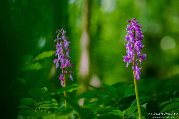 Stattliches Knabenkraut, Orchis mascula, Orchidaceae, Blütenstände im Frühlingswald, Lichtreflexe, Westerberg bei Göttingen, A nature document - not arranged nor manipulated, Göttingen, Deutschland