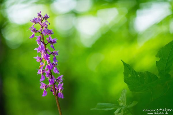 Stattliches Knabenkraut, Orchis mascula, Orchidaceae, Blütenstände im Frühlingswald, Lichtreflexe, Westerberg bei Göttingen, A nature document - not arranged nor manipulated, Göttingen, Deutschland