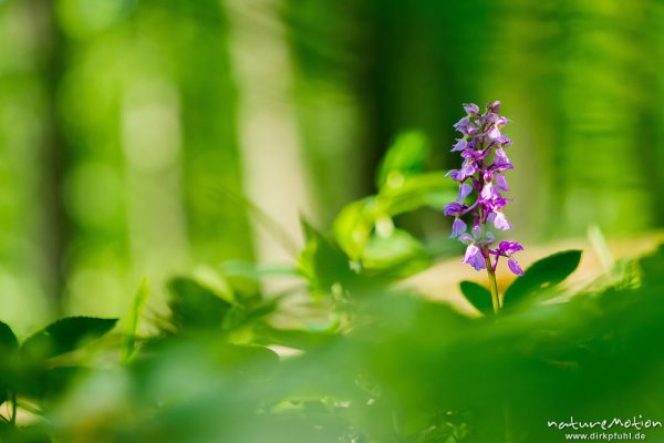 Stattliches Knabenkraut, Orchis mascula, Orchidaceae, Blütenstände im Frühlingswald, Lichtreflexe, Westerberg bei Göttingen, A nature document - not arranged nor manipulated, Göttingen, Deutschland