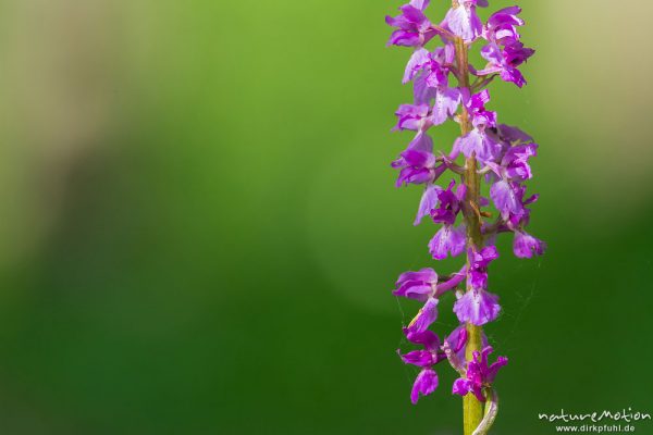 Stattliches Knabenkraut, Orchis mascula, Orchidaceae, Blütenstände im Frühlingswald, Lichtreflexe, Westerberg bei Göttingen, A nature document - not arranged nor manipulated, Göttingen, Deutschland