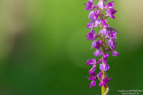 Stattliches Knabenkraut, Orchis mascula, Orchidaceae, Blütenstände im Frühlingswald, Lichtreflexe, Westerberg bei Göttingen, A nature document - not arranged nor manipulated, Göttingen, Deutschland