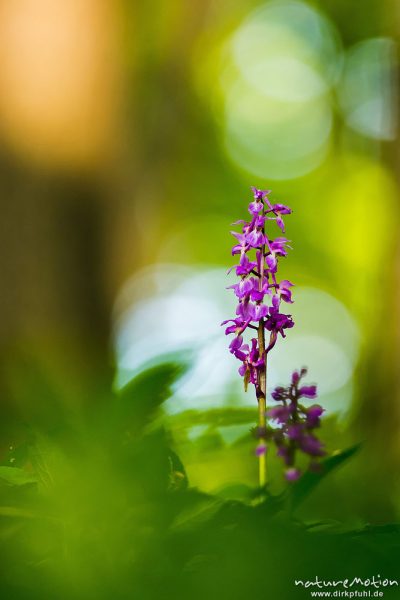 Stattliches Knabenkraut, Orchis mascula, Orchidaceae, Blütenstände im Frühlingswald, Lichtreflexe, Westerberg bei Göttingen, A nature document - not arranged nor manipulated, Göttingen, Deutschland